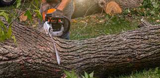 Trusted Groves, TX Tree Removal Experts